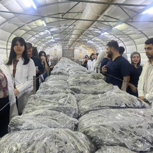 طلبة من قسم العلوم الطبية الحيوية يكتسبون خبرة عملية في زراعة الفطر والكشف عن سميّته