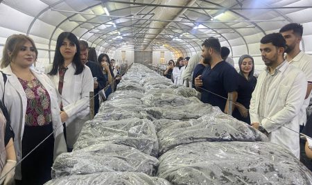 طلبة من قسم العلوم الطبية الحيوية يكتسبون خبرة عملية في زراعة الفطر والكشف عن سميّته