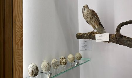 Cihan University–Erbil Students Conduct a Scientific Visit to the Museum of Nature in Poland